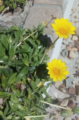 Gazania rigens