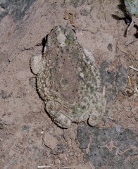 Rhinella major