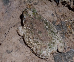Rhinella major