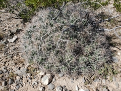 Coryphantha macromeris