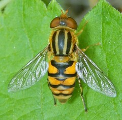 Parhelophilus integer