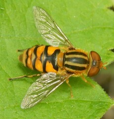 Parhelophilus integer