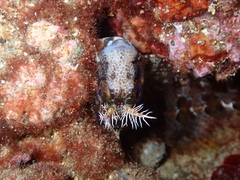 Parablennius gattorugine