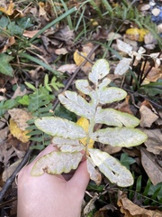 Onoclea sensibilis