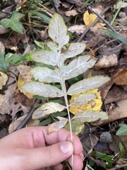 Onoclea sensibilis