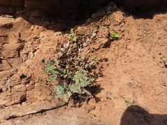 Cheilanthes eckloniana