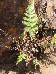 Cheilanthes eckloniana