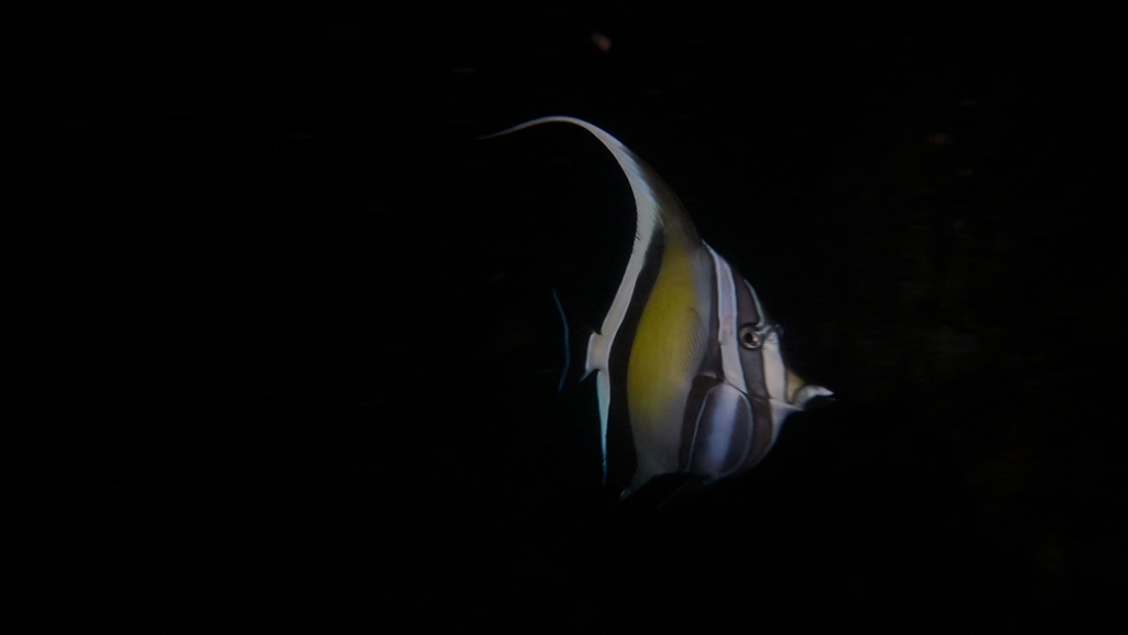 Moorish idol