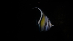 Zanclus cornutus