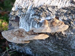 Daedaleopsis confragosa