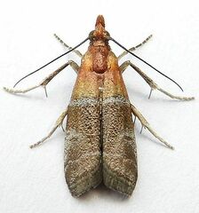 Moodna pallidostrinella