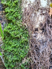 Marchantiophyta