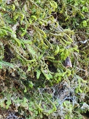 Marchantiophyta