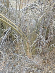 Sansevieria pearsonii