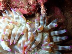 Periclimenes aegylios