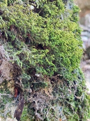 Marchantiophyta
