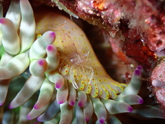 Periclimenes amethysteus