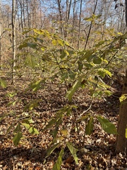 Asimina triloba