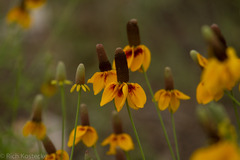 Ratibida columnifera