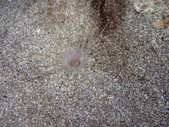 Pachycerianthus solitarius