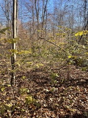 Asimina triloba