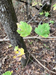 Crataegus marshallii