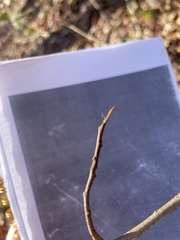 Asimina triloba