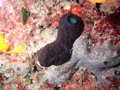 Phallusia fumigata
