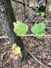 Crataegus marshallii