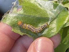 Epicorsia oedipodalis