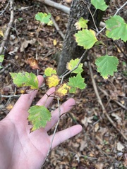 Crataegus marshallii