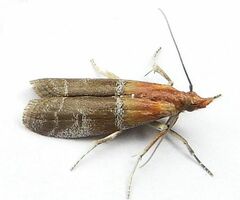 Moodna pallidostrinella
