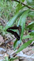 Graphium choredon