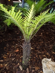 Blechnum gibbum