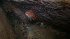 Neoniphon suborbitalis