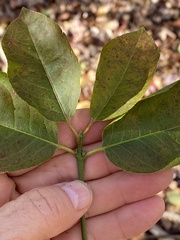 Euonymus
