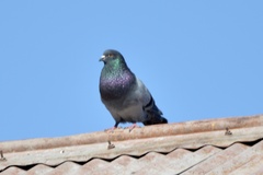 Columba livia