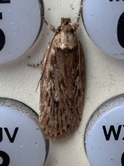 Agonopterix curvilineella