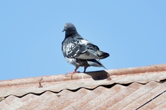 Columba livia