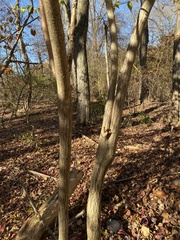 Euonymus