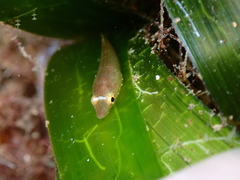 Lepadogaster candolii