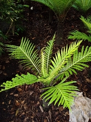 Blechnum gibbum