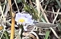 Hemiargus ceraunus