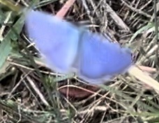 Hemiargus ceraunus