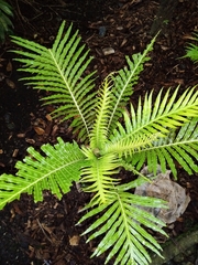 Blechnum gibbum