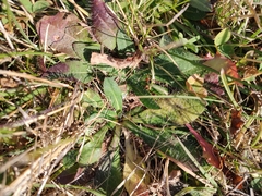 Pilosella aurantiaca