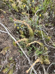 Crassula ciliata