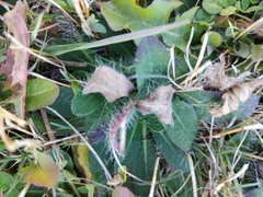 Pilosella aurantiaca