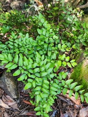 Pellaea pteroides