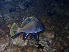 Sciaena umbra